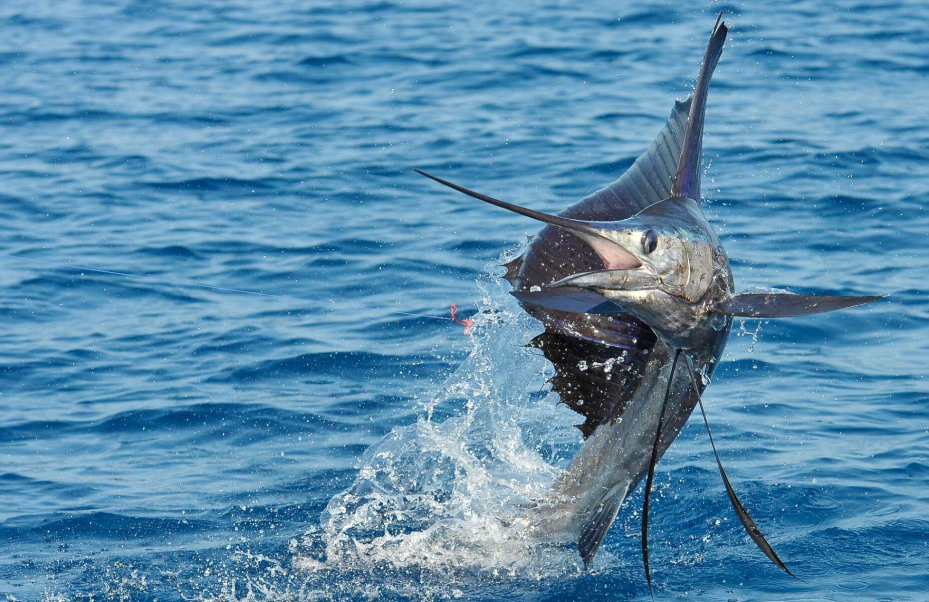 Sailfish leaping clear out of deep blue ocean water with water splashing