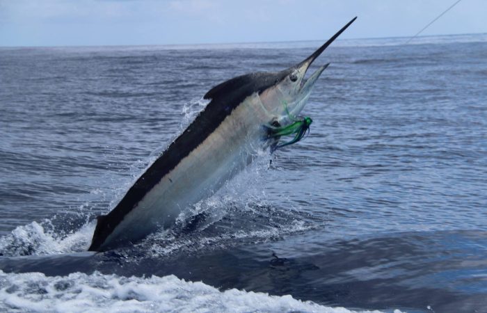 Black marlin fishing in Costa Rica