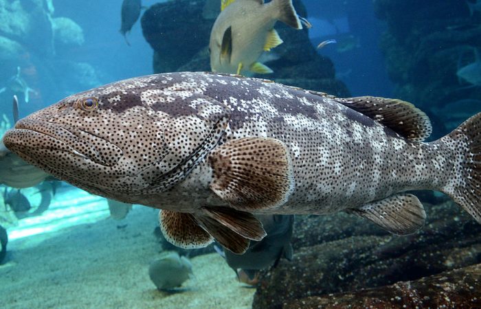 grouper-Costa-Rica